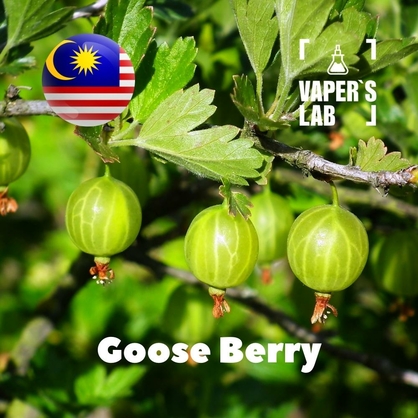 Фото на Ароматизаторы для вейпа Malaysia flavors Goose Berry